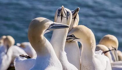 卡普尔凭借稳定表现和突破力，让袋鼠队在比赛中占得先机，卡普尔什么意思